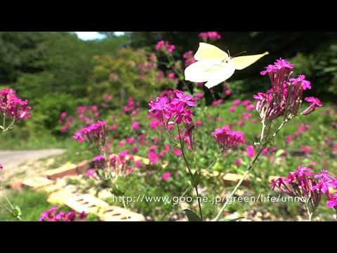 庭のスジボソヤマキチョウの飛翔