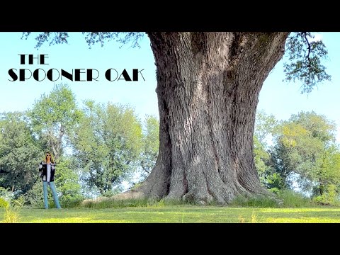 Is South Georgia's "Spooner Tree" The Largest Oak Tree In The World?
