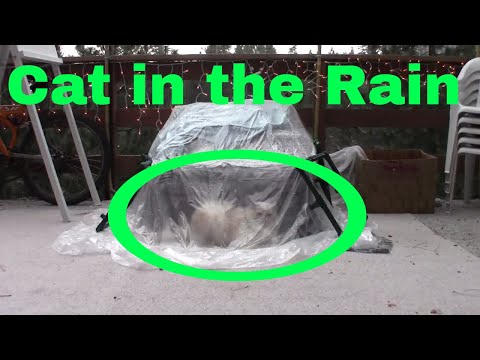 Cat Caught in the Rain.