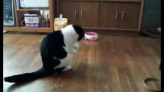 Download lagu Muningerzy playing with his toy mouse mp3 Download lagu Muningerzy playing with his toy mouse mp3