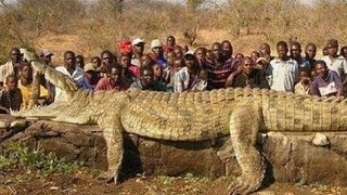WORLD'S BIGGEST CROCODILE?