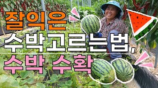 직접재배한 수박 수확현장 잘익은수박 고르는법 - Watermelon harvest