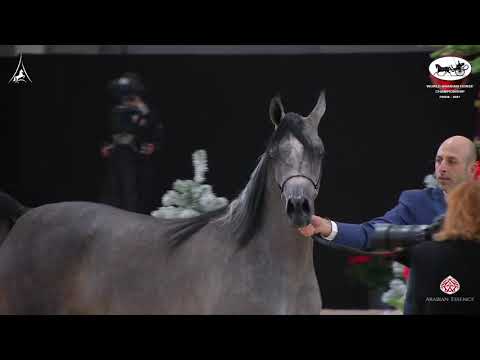 N 77 EZZ ALKHASHAB   World Arabian Horse Championship 2021   PARIS   Yearling Colts Class 4A