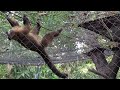 San Diego California Zoo Monkey Like Indiana Jones Monkey Tufted Capuchin Bestwishes101
