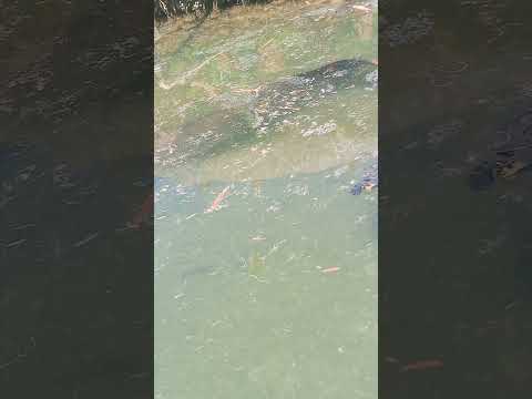 hermosos pirarucu en Morelia caqueta