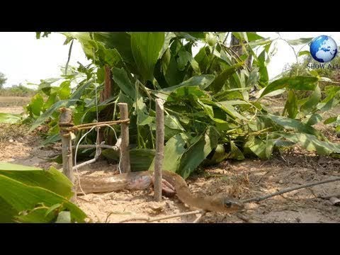 Snake Trap Technology - How to make Survival Snake Trap DIY  #LOWI