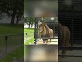 Watch this Lion's Revenge ❤️😂