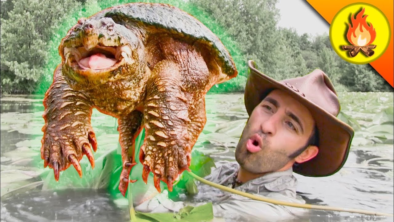 RESPECT the SNAPPER...Turtles can be Dangerous!