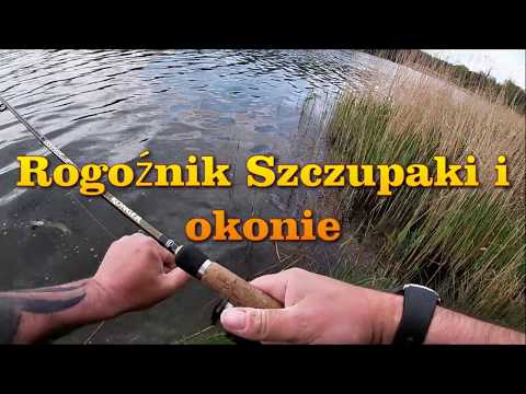 Rogoźnik szczupaki i okonie