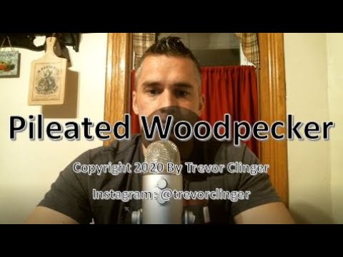 How To Pronounce Pileated Woodpecker