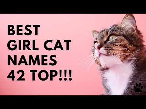 Best Girl Cat Names - 42 TOP & GREAT NAMES for FEMALE CAT