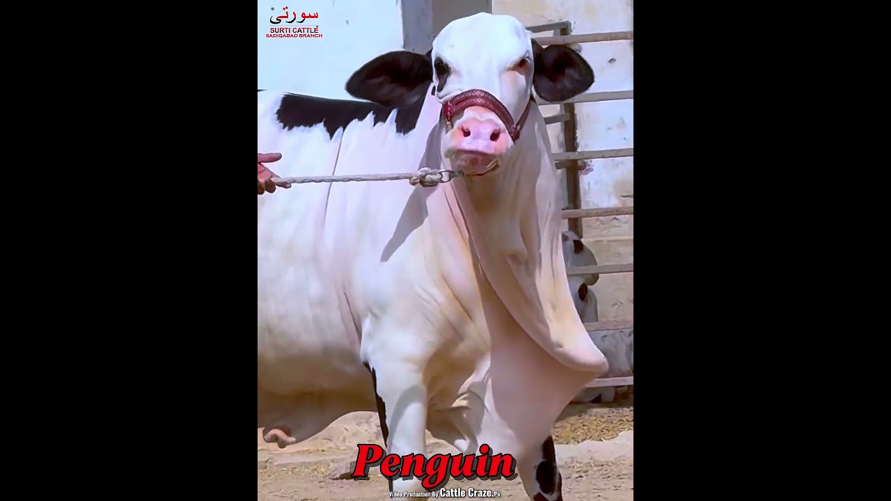 PENGUIN BACHRI SURTI CATTLE FARM