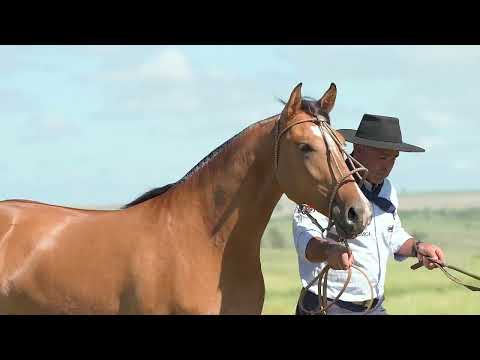 Lote 05 - Basca Luzia TE