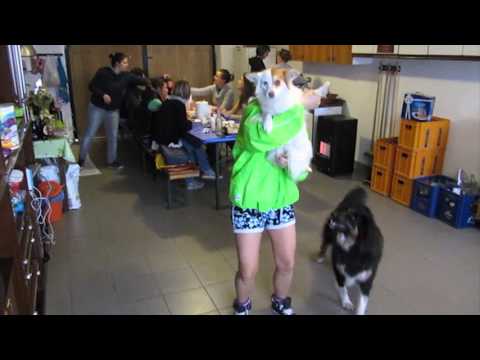 Pernumia Faking the Shake