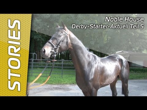 Derby-Starter-Aktuell Teil 5 - Noble House