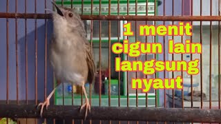 Download lagu pancingan ampuh agar ciblek gunung ikutan bunyi gacor sahut sahutan mp3 Download lagu pancingan ampuh agar ciblek gunung ikutan bunyi gacor sahut sahutan mp3
