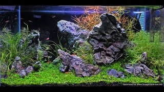 6 gallon Planted tank with Seiryu, Boraras species