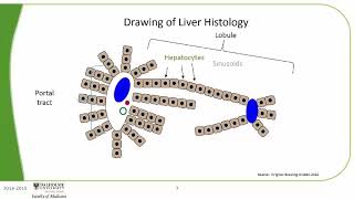 Normal Liver Histology