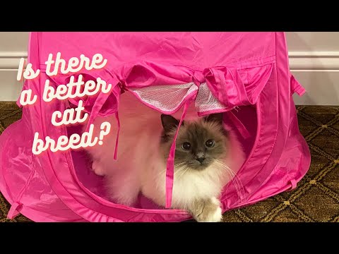 Why BIRMAN CATS Are The BEST!