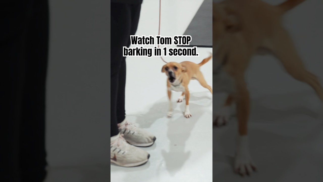 Dog trainer stop barking in 1 second with this!