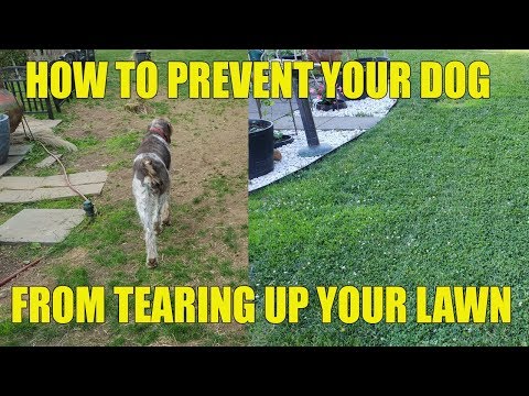 How To Prevent Your Dog From Tearing Up Your Lawn