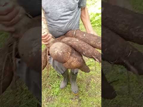 Macaxeira com mais de 30 quilos em Lagoa do Carro Pernambuco