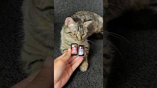 Download lagu Beli HP Mini Kecil Buat Anabul 😍 #kucing #kucinglucu #cat #kitten mp3 Download lagu Beli HP Mini Kecil Buat Anabul 😍 #kucing #kucinglucu #cat #kitten mp3
