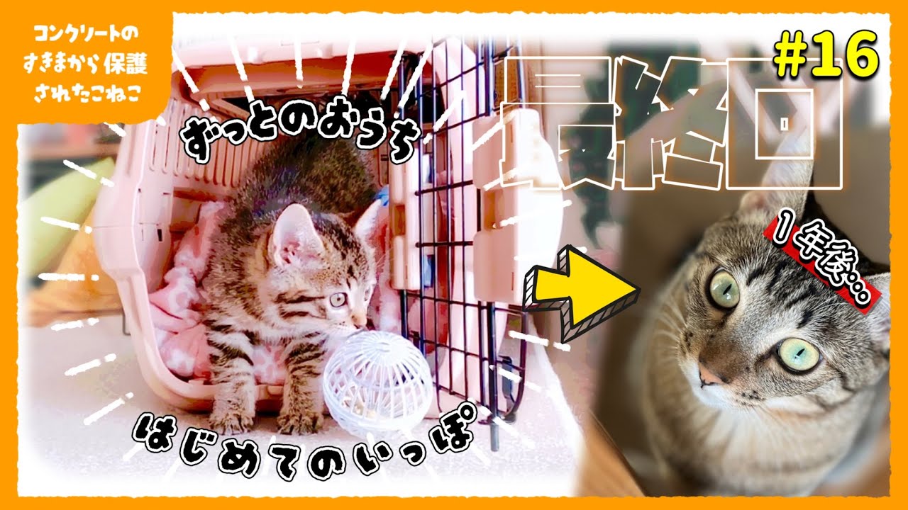 【最終回】コンクリートの隙間から保護した子猫、世界一幸せになるの巻【子猫保護16日目】【#きじとら兄弟成長記録】さくらさんちゃんねる