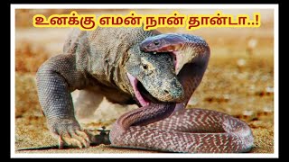 Animals Funny Messed With Wrong Opponents Sothanaigal | Tamil | SIMPLE WORLD #simpleworld