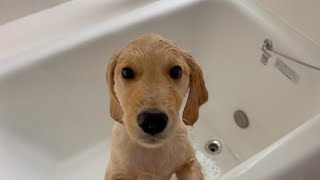 【Shelved movie】Bisuke , let's shampoo ♪