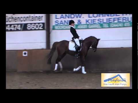 Kollektionspony 18. Sportponyverkaufstage DESTINO