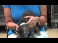 Pet Of The Week Dexter The Tabby Cat