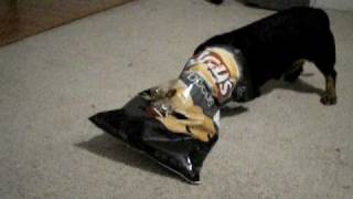 preview picture of video 'My Dog vs. The Potato Chip Bag'