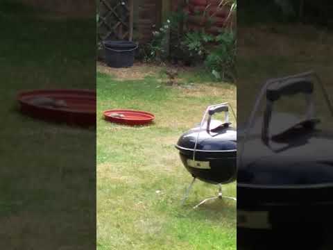 Sparrow ~vs~ Sparrowhawk