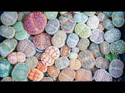 , title : 'How to Grow Lithops, the Self-Watering Living Stone | MCG in the Greenhouse'