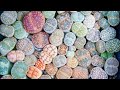 How to Grow Lithops, the Self-Watering Living Stone | MCG in the Greenhouse