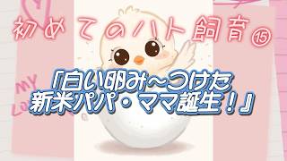 #15「白い卵み～つけた。新米パパ・ママ誕生！」の回…（初めてのハト飼育⑮）