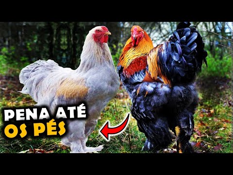 A INCRÍVEL RAÇA DE GALINHAS BRAHMA QUE TEM PENAS ATÉ NOS PÉS