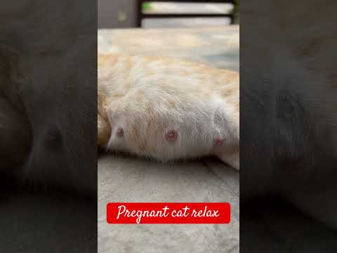 Pregnancy pain and blissful sleep