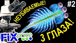 Артемии #2