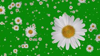Flowers Falling Animation Green Screen Free Effect