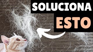 Cómo EVITAR que tu gato suelte tanto PELO: 7 trucos que FUNCIONAN