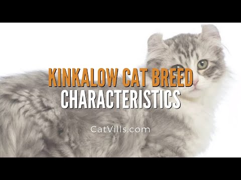 KINKALOW CAT BREED CHARACTERISTICS