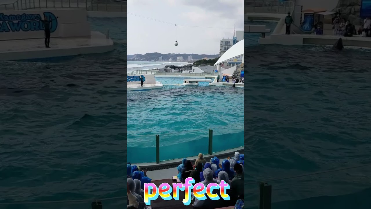 ルーナちゃんのルーピングキックすんごく大好き～🥰 #Shorts #鴨川シーワールド #鴨シー  #kamogawaseaworld #killerwhale #orca #シャチ #ルーピングキック