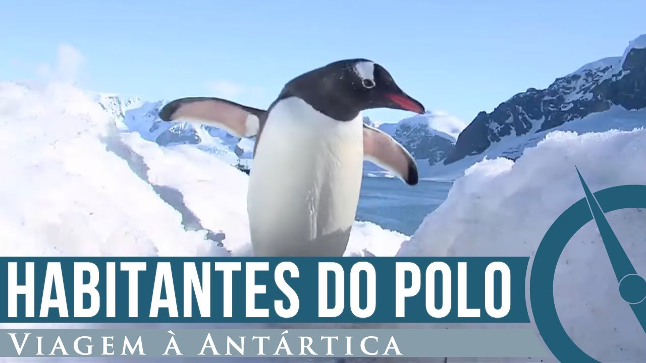 Fauna, história e ocupação do continente - Viagem à Antártica - EP08