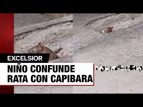 Niño confunde una rata con un capibara ahora es tendencia











