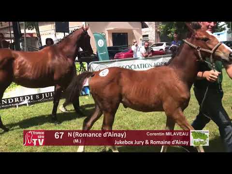 Sprinter Sacré Show 2018 : Lot 67 - N (Romance d’Ainay)