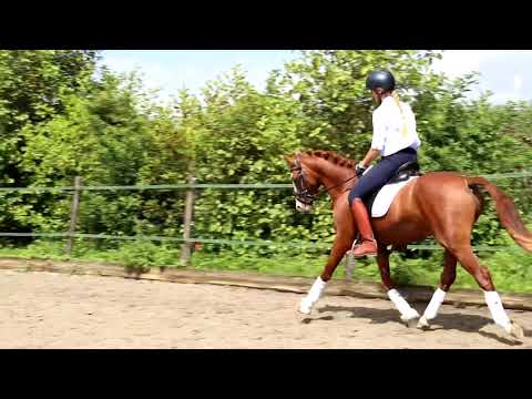 Marrakech, FS Mr. Right x Leuns Veld’s Lord,  hengst 1.46m, geb: 2018.