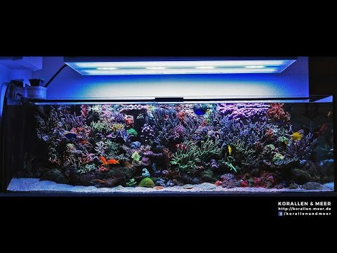 1000l Meerwasseraquarium / 265gal Reef Tank