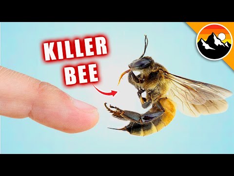 STUNG by a KILLER BEE!